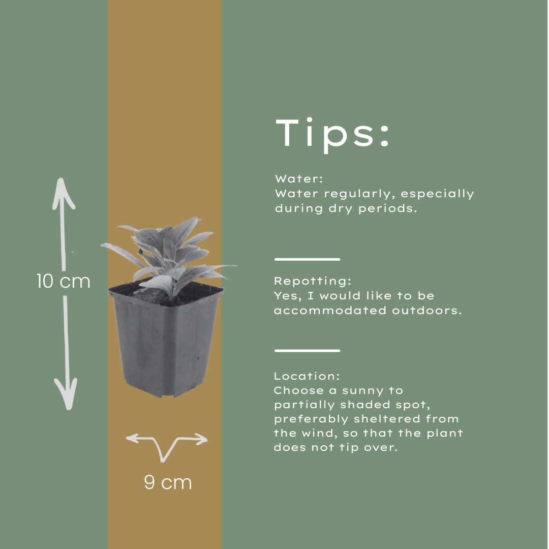 6x Aster frikartii 'Monch' - ↕10-25cm - Ø9cm