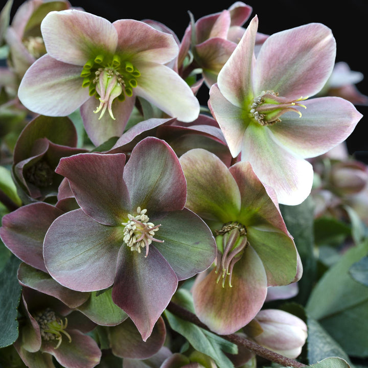 Helleborus 'Angels Glow' hellebore in a 19cm pot, 50cm tall - view 4