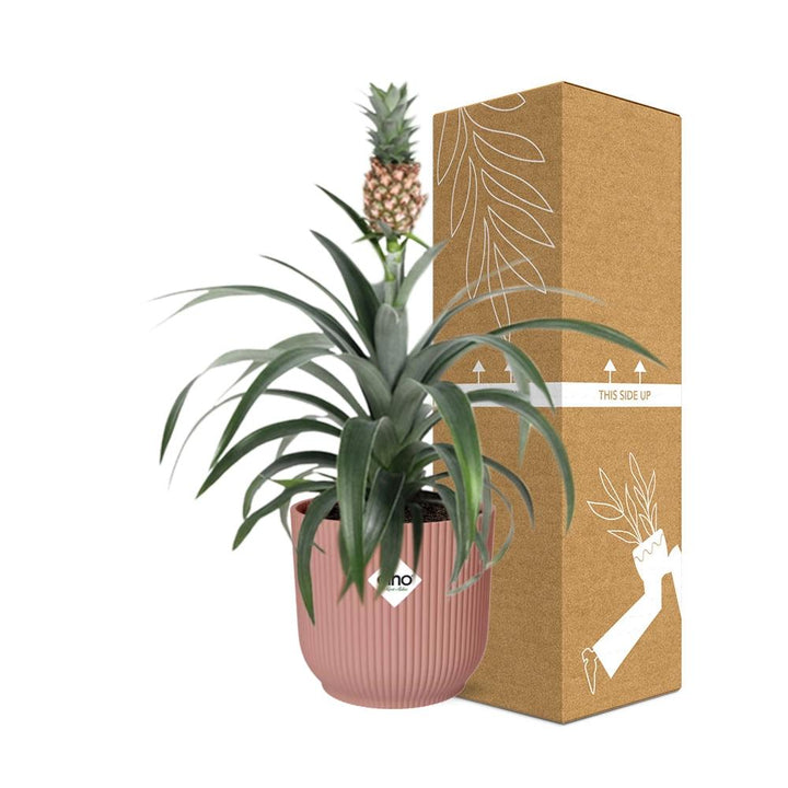 Ornamental Pineapple Mi Amigo (Ananas comosus 'Mi Amigo') in a pink ELHO Vibes pot, view 4