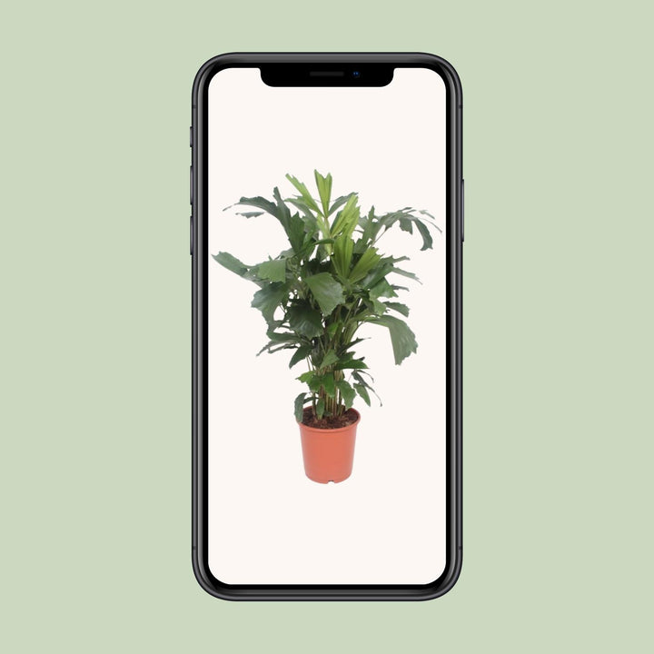 Caryota Mitis Fishtail Palm 110cm - Air Purifying Indoor Plant