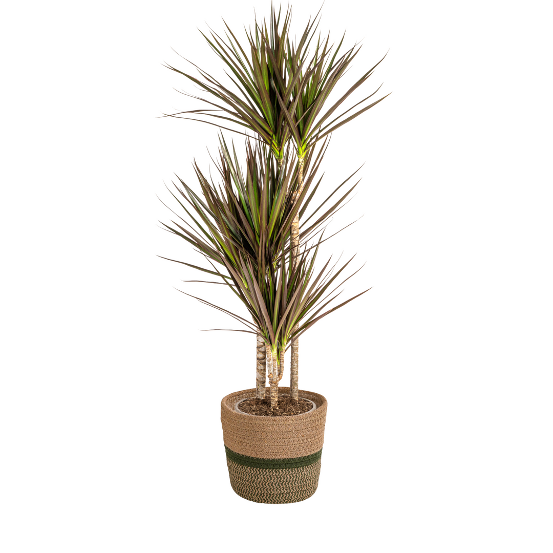 Dracaena Marginata Magenta 110-130cm — Madagascar Dragon Tree in 21cm pot, with basket