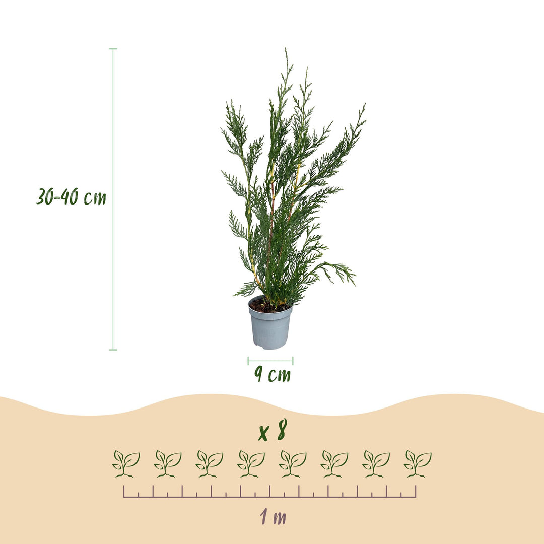 Cupressocyparis leylandii 2011 hedge plants, pack of 24, image 4