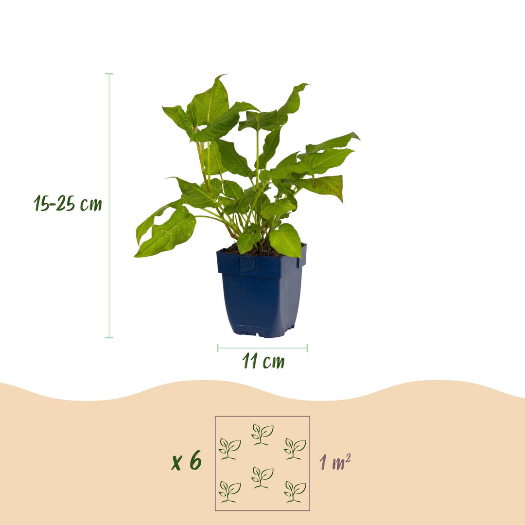 24 Persicaria amplexicaulis plants in 11cm pots, 15-25cm tall - view 3