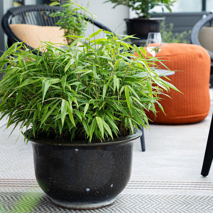 12 Fargesia rufa clumping bamboo plants in 14cm pots - view 4