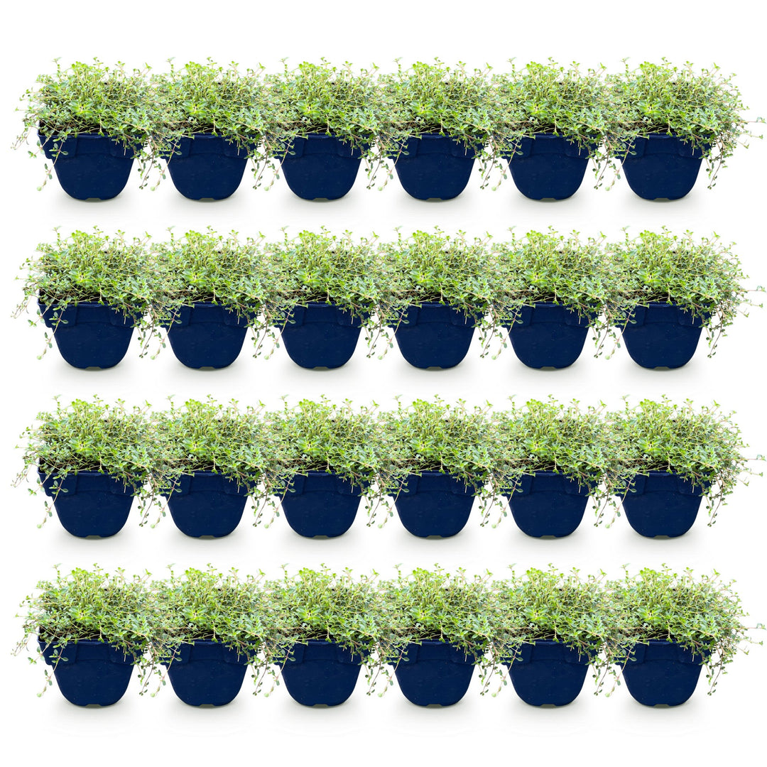 Thymus Tricolour thyme ground cover plants, pack of 24, image 2