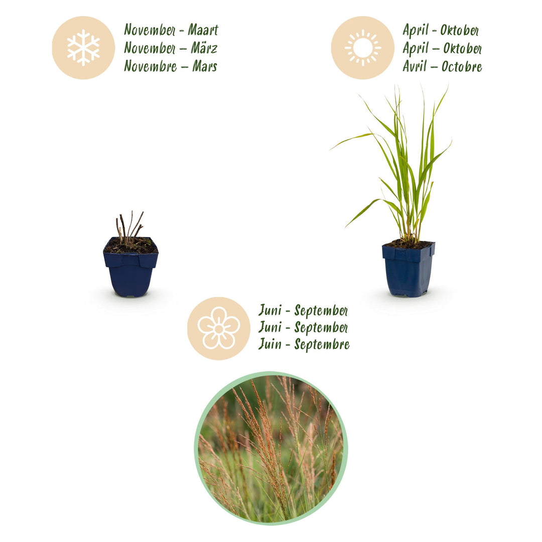 Pack of 24 Molinia caerulea 'Heidebraut' purple moor grass plants in 11cm pots - view 4