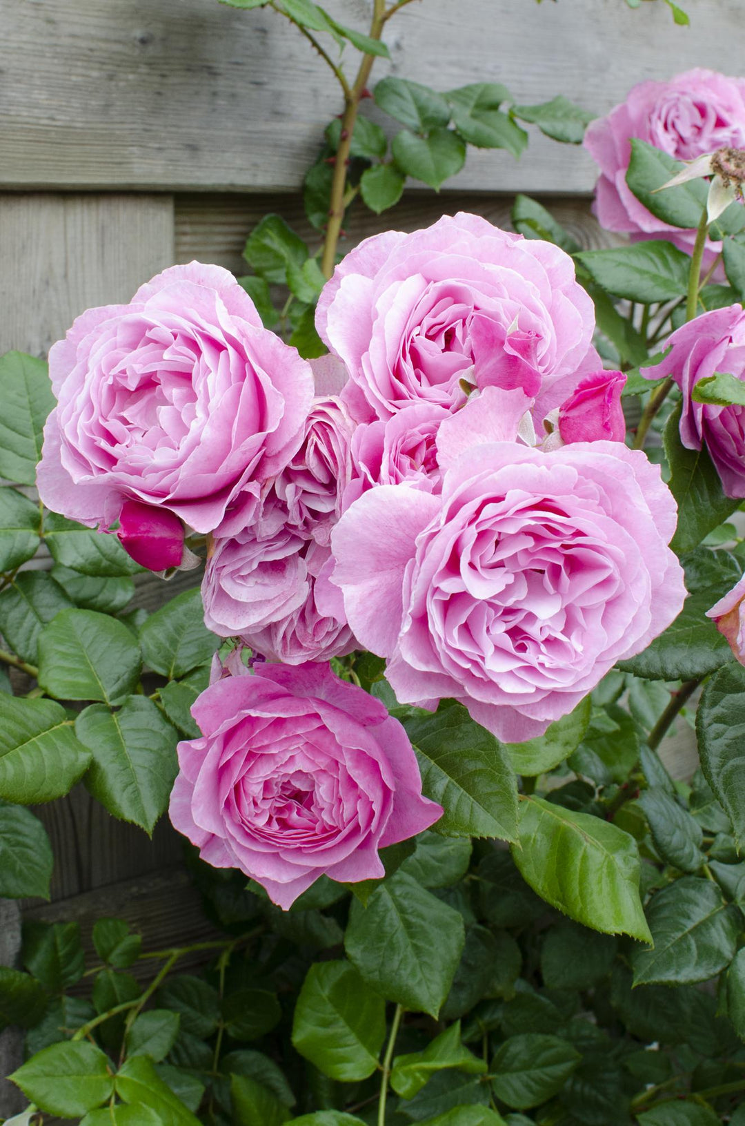 3x Rosa Crazy in Love Pink - Fragrant Pink Climbing Rose - Ø15cm - ↕65cm