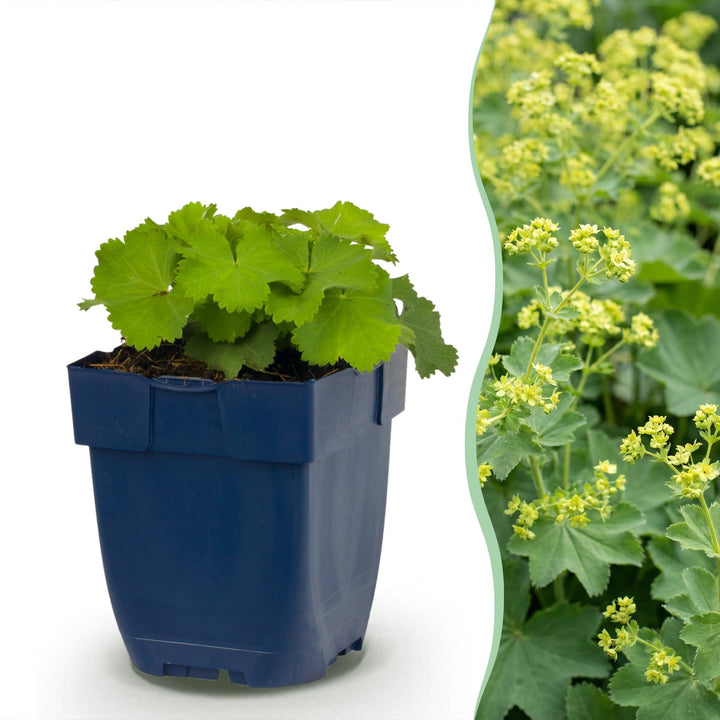 24x Alchemilla mollis Lady's Mantle plants in 11cm pots