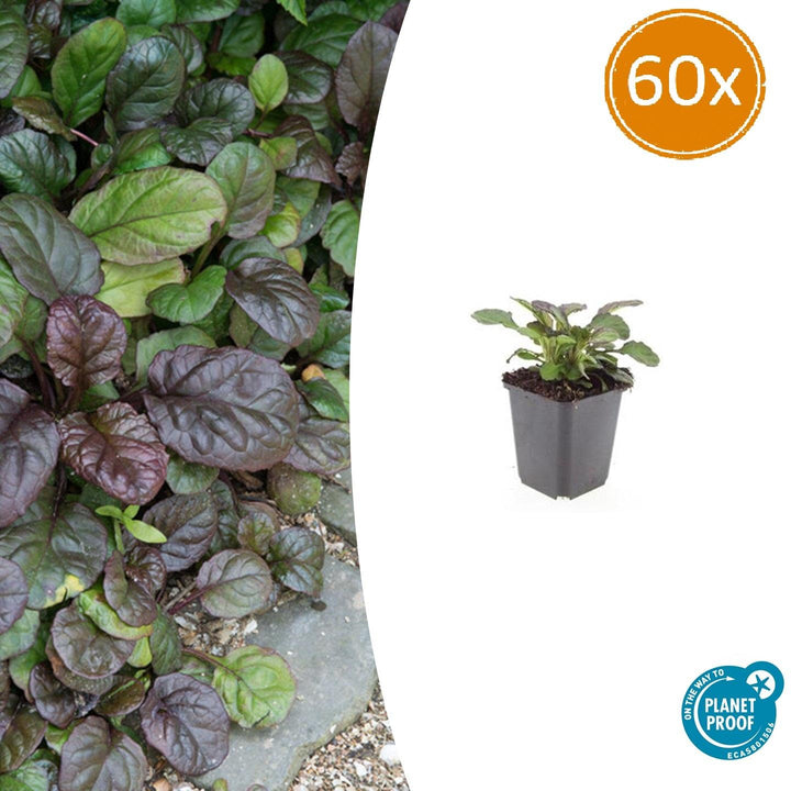 60x Ajuga Catlin's Giant Bugleweed - Bronze-Purple Ground Cover - Ø9cm