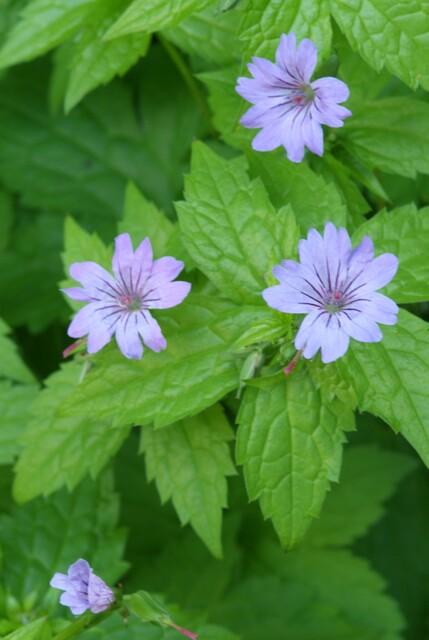 40x Geranium Nodosum - Hardy Purple Cranesbill - 10-25cm - 9cm Pot