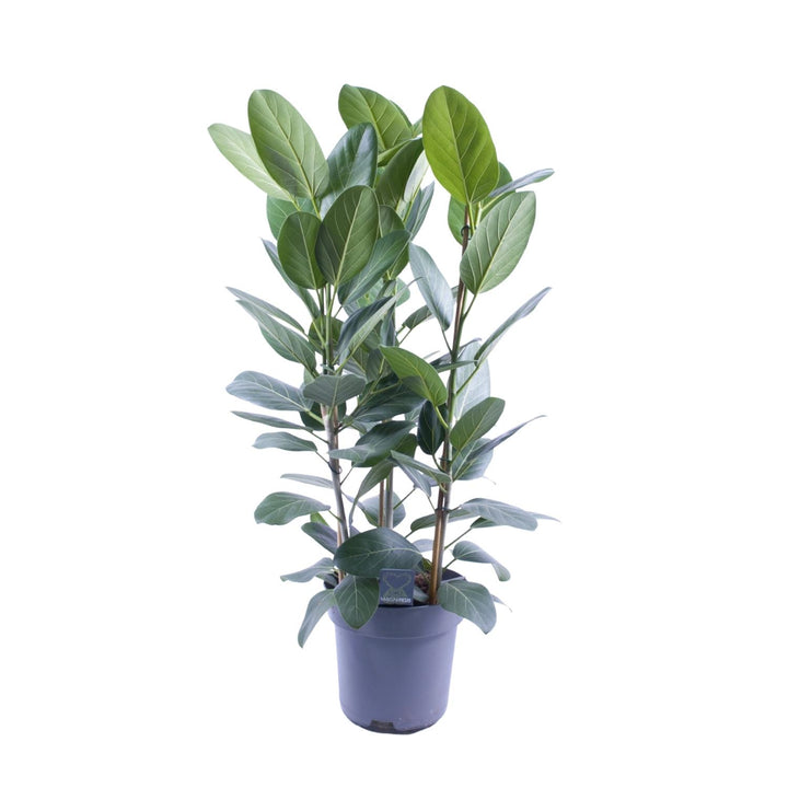 Ficus Binnendijkii Amstel King Gold indoor plant with glossy green leaves in a 27cm pot by Everspring, 75cm tall.