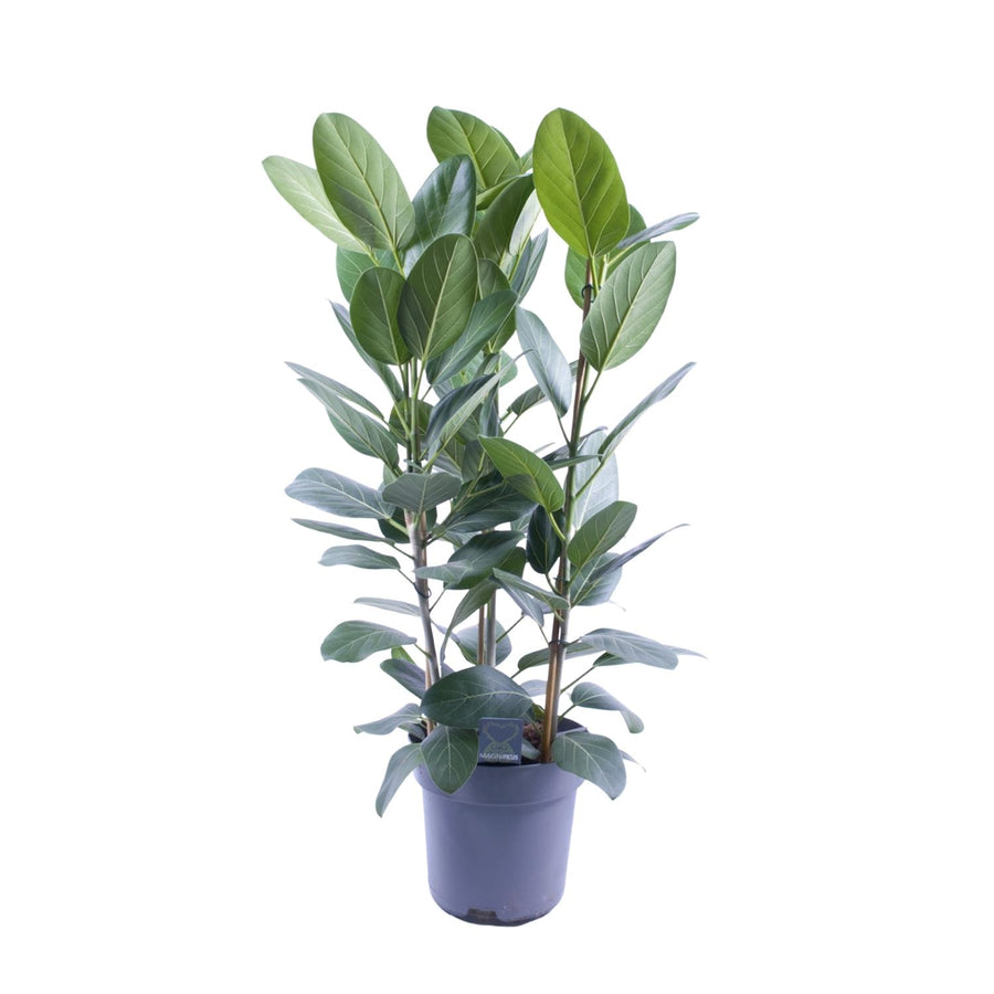 Ficus Binnendijkii Amstel King Gold indoor plant with glossy green leaves in a 27cm pot by Everspring, 75cm tall.