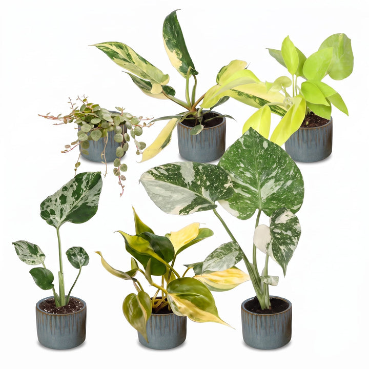 Baby Tropical Mix, six young tropical houseplants in Ø6cm pots, image 2