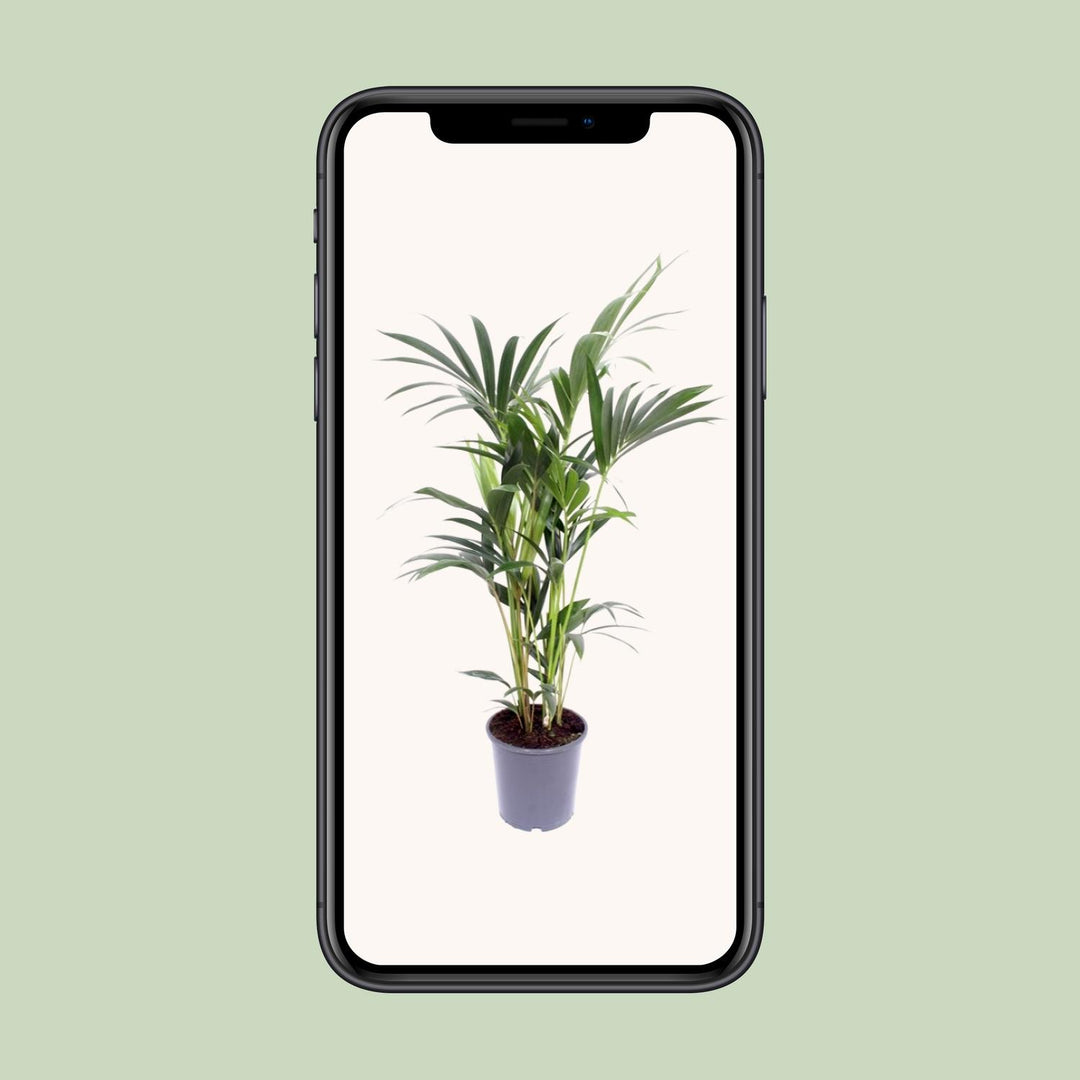 Kentia Palm Howea Forsteriana 120cm - Air Purifying Indoor Plant