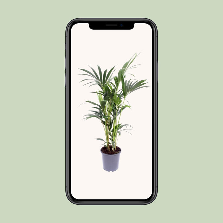 Kentia Palm Howea Forsteriana 120cm - Air Purifying Indoor Plant