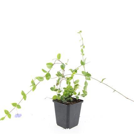 48x Vinca minor Blue and Gold - Evergreen Ground Cover - 10-25cm