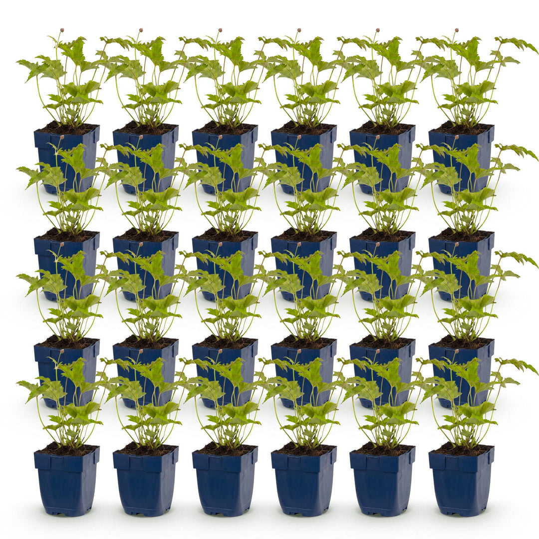 Plante vivace - Anemone hybr. Hon. Jobert - Anémone d'automne - Ombre - Blanc - 24 Plantes - Pot de 11 cm - Hauteur 15-25 cm