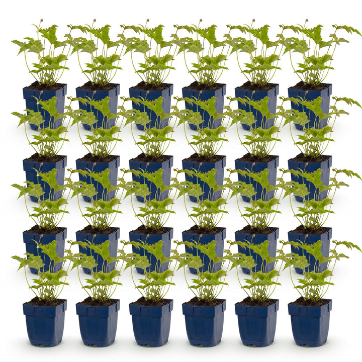 Plante vivace - Anemone hybr. Hon. Jobert - Anémone d'automne - Ombre - Blanc - 24 Plantes - Pot de 11 cm - Hauteur 15-25 cm