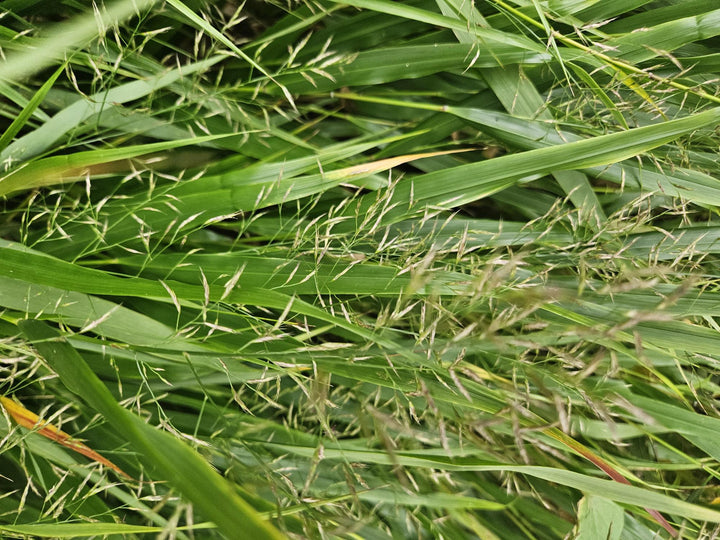 6x Hakonechloa macra - ↕10-25cm - Ø9cm