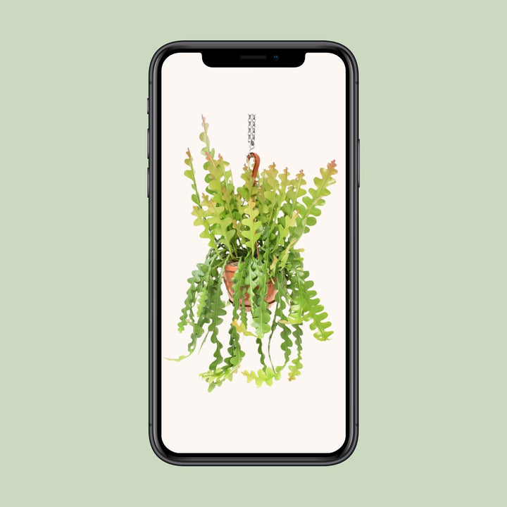 Fishbone Cactus Epiphyllum Anguliger - 60cm Trailing Plant