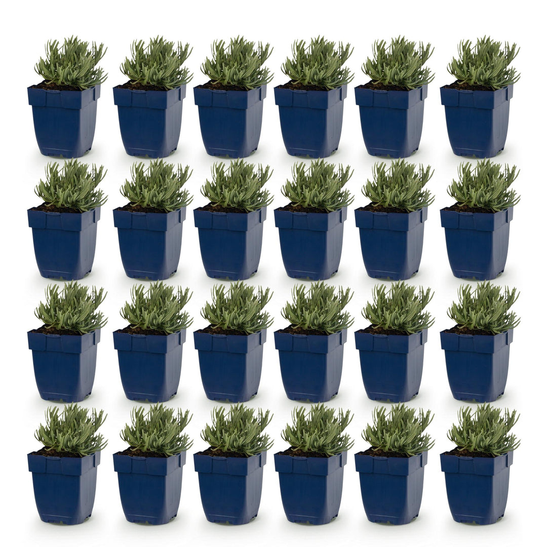 Lavandula angustifolia 'Edelweiss' white lavender, pack of 24 plants in 11cm pots - view 2