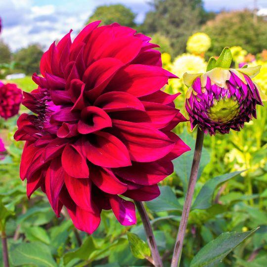 Flowerbulbs Amsterdam - 24 dahlia heatwave tubers for 4 m², large deep red flowers