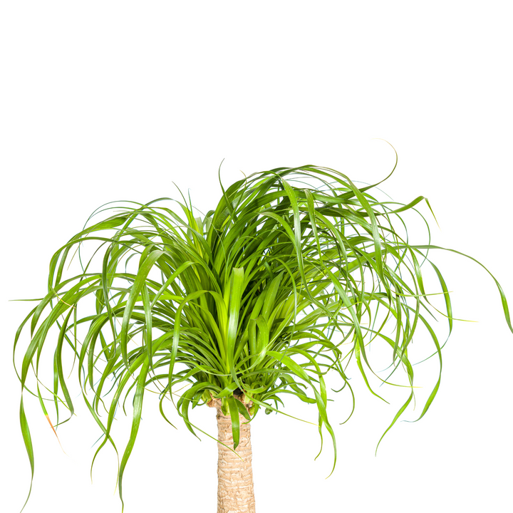 Beaucarnea Recurvata Stem 60-80cm — Ponytail Palm in 21cm pot, with basket