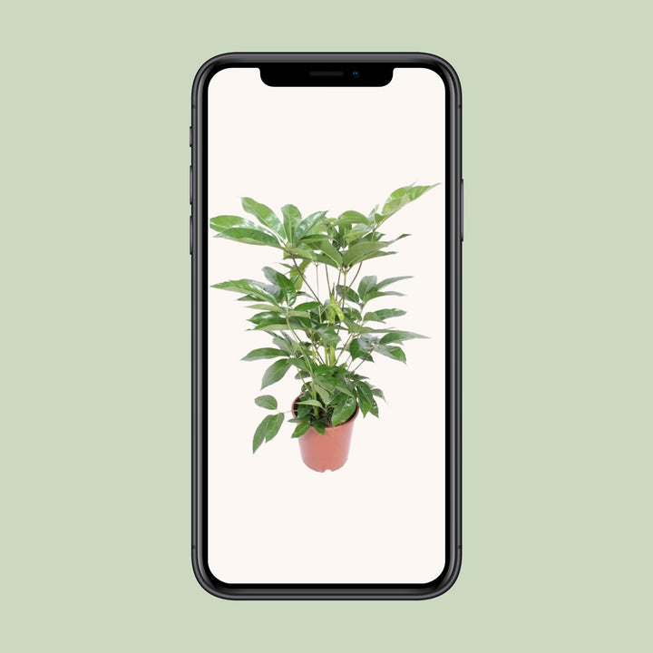 Schefflera Actinophylla ‘Amate’ (Umbrella Tree): Elegant 100cm Tall, Ø24cm Pot – Air-Purifying & Easy Care!
