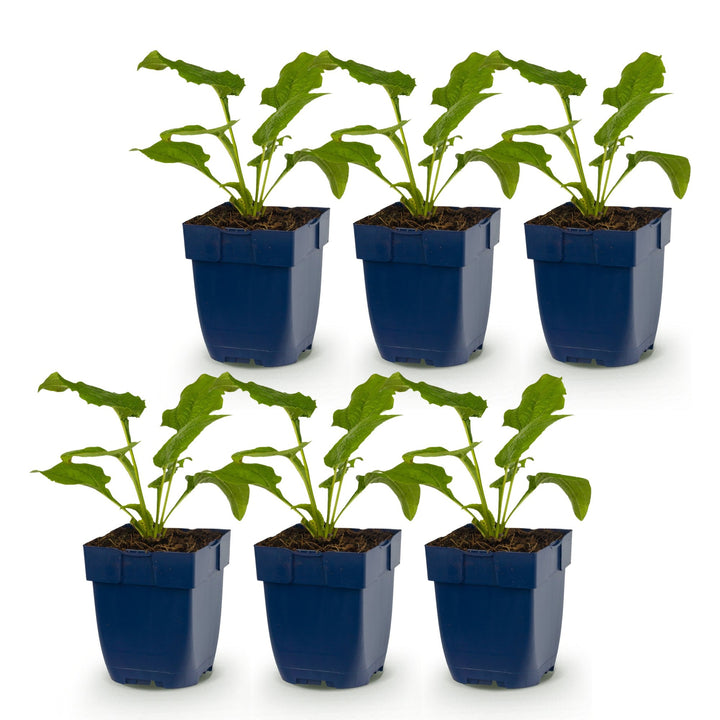 6 Echinacea 'Tricolour' coneflower plants in 11cm pots - view 2