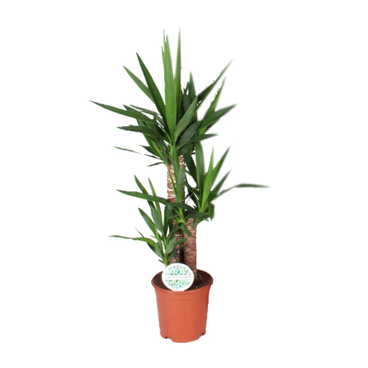 Yucca Plant: Elegant 90cm Tall, Ø21cm Pot – Low Maintenance & Striking!