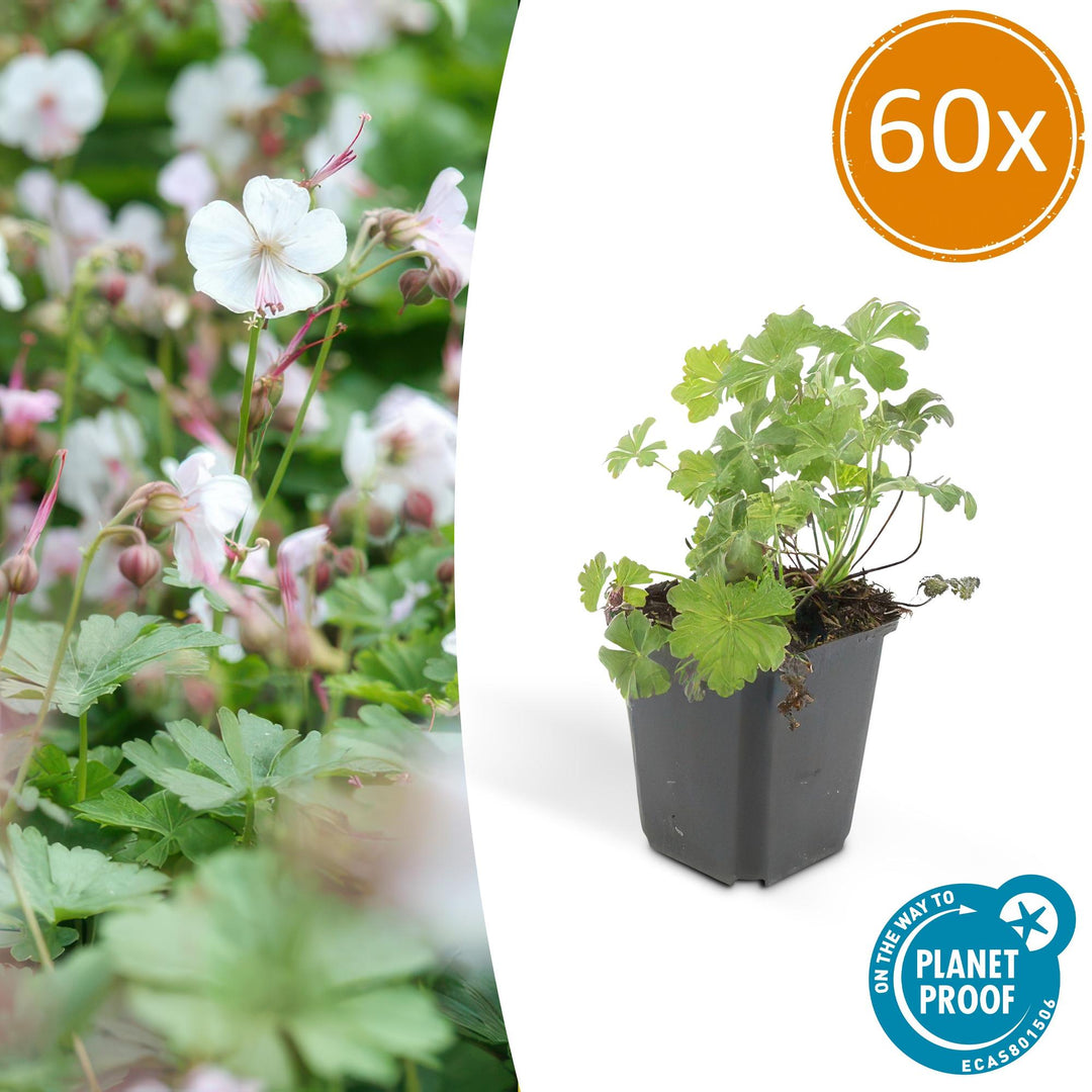 Geranium Biokovo Groundcover Plants - Pink White Flowers 9cm Pots