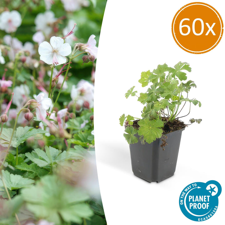 Geranium Biokovo Groundcover Plants - Pink White Flowers 9cm Pots