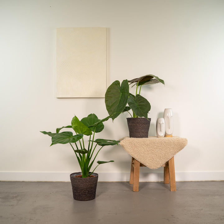 Alocasia Cucullata & Wentii Mix - Air Purifying Indoor Plants