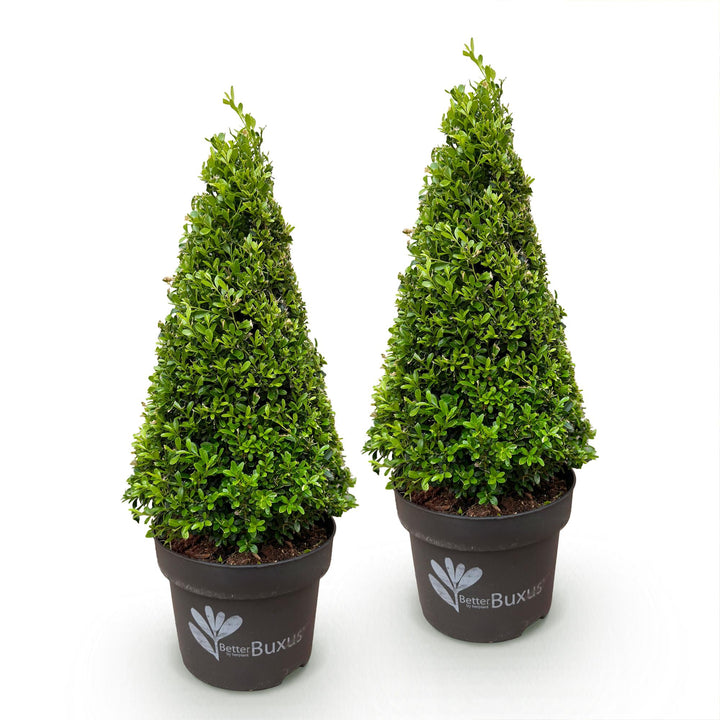 2 BetterBuxus Skylight box pyramids in 23cm pots