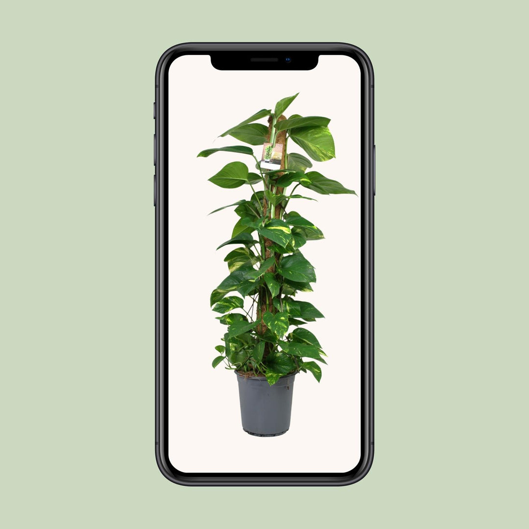 Scindapsus: Lush 120cm Trailing Beauty – Easy Care & Vibrant Greenery!