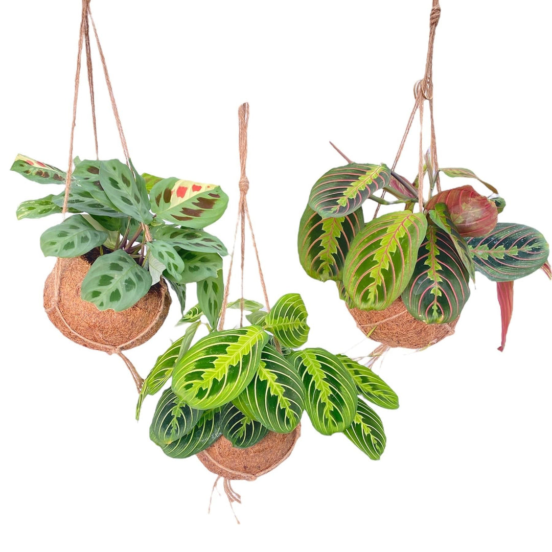 Maranta Prayer Plant 3-Pack Kokedama | Hanging Indoor Plants