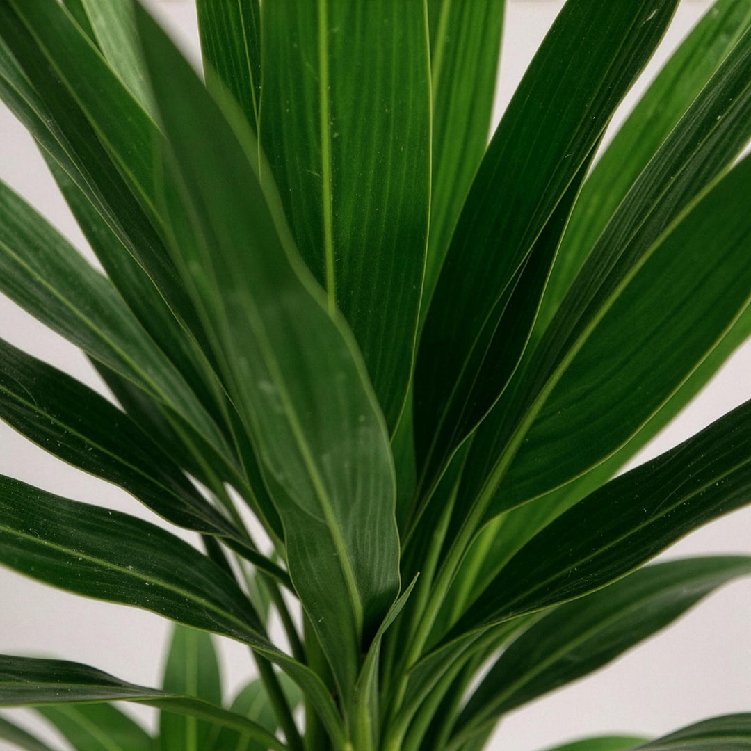 Yucca (Yucca elephantipes), detail view 4