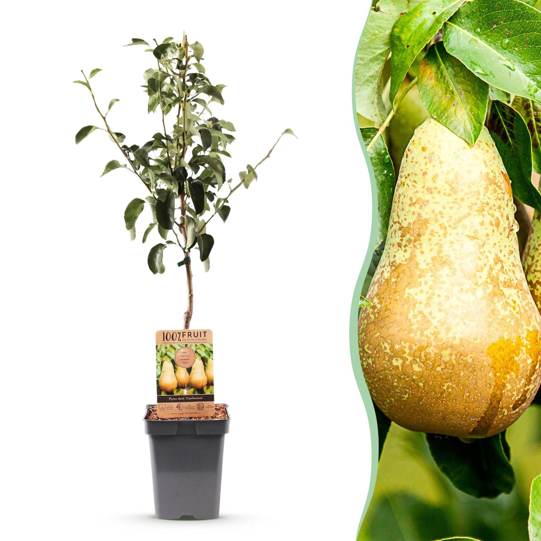 Pyrus communis 'Conference' pear tree, 1 tree about 90cm tall in a 21cm pot