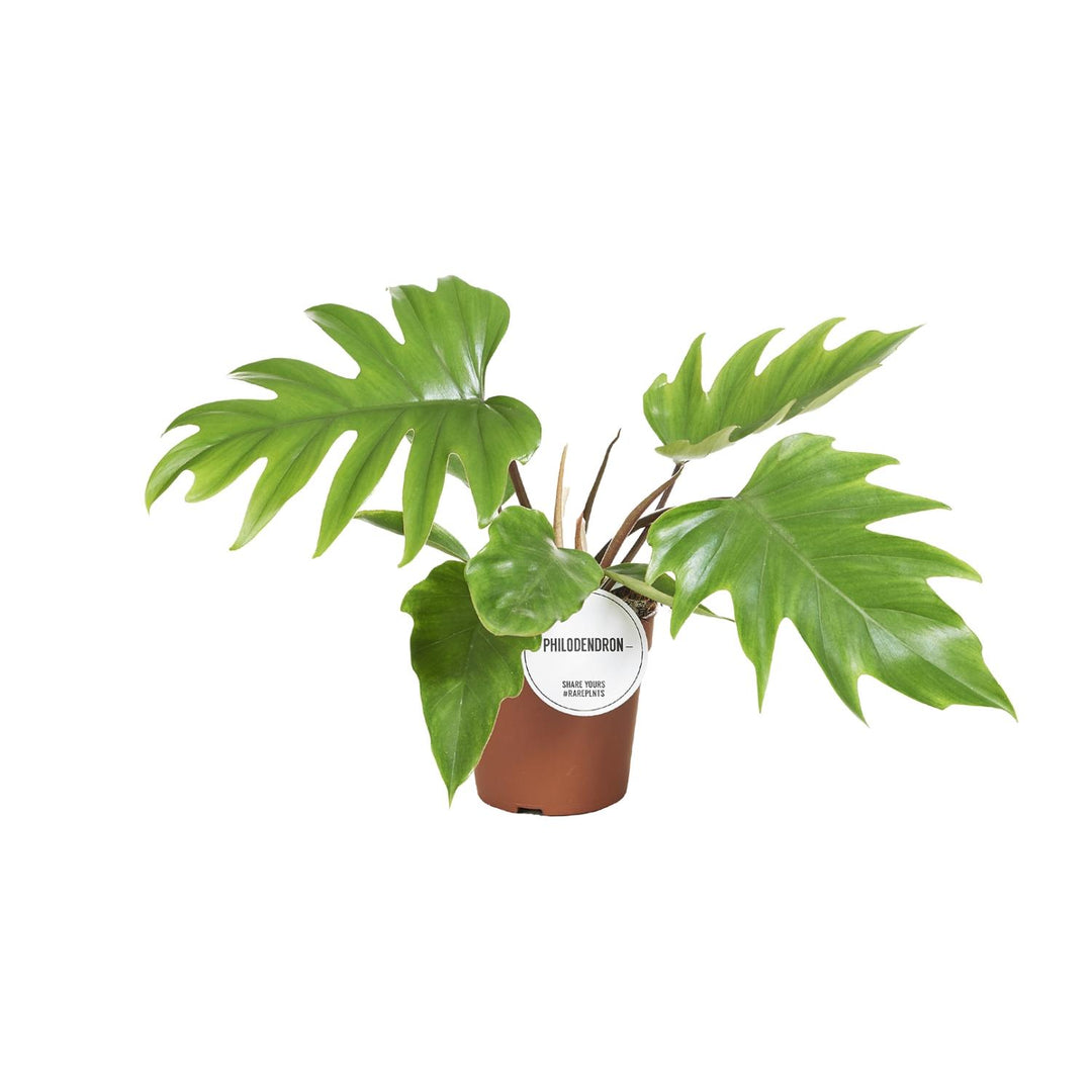 Philodendron Mayoi Plant 35cm - Heart-Shaped Leaves Indoor Houseplant