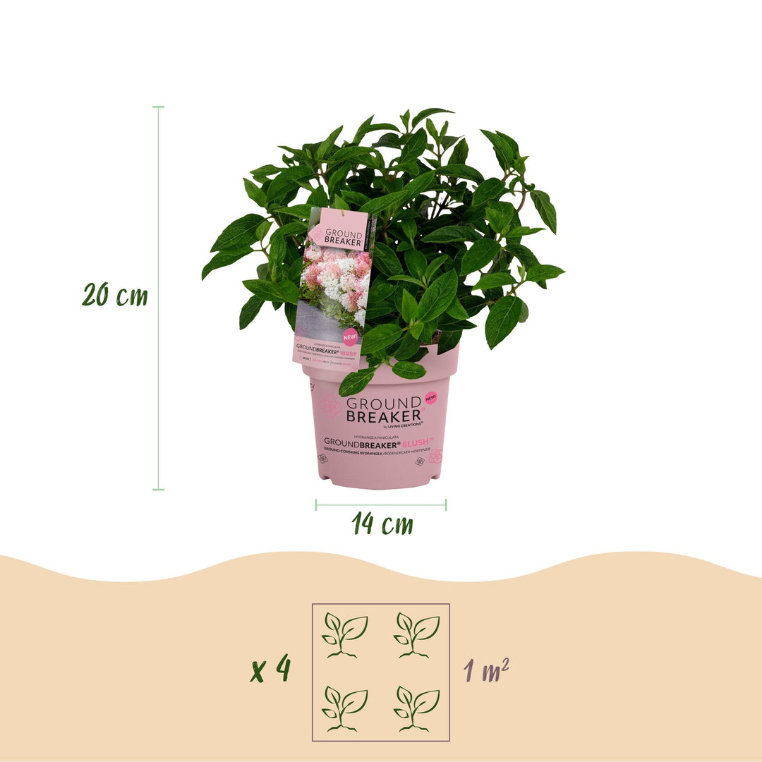 8 Hydrangea paniculata Groundbreaker Blush plants in 14cm pots - view 3