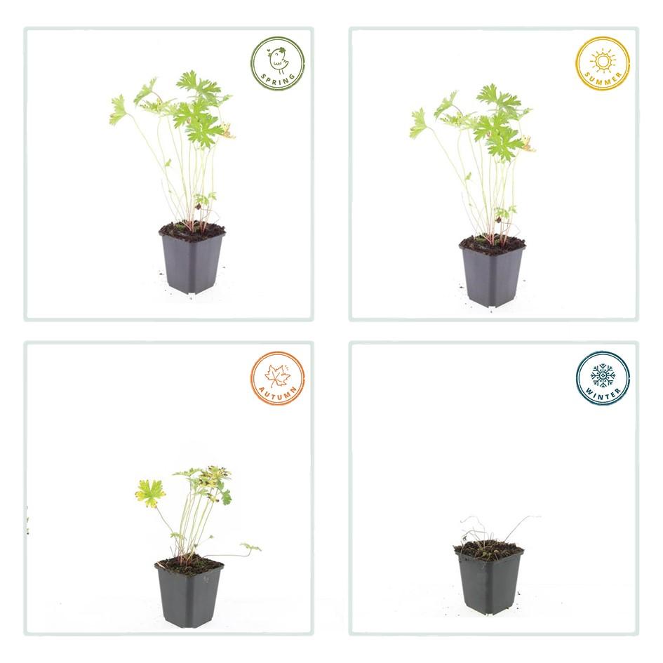 48x Geranium 'Johnson's Blue' - ↕10-25cm - Ø9cm