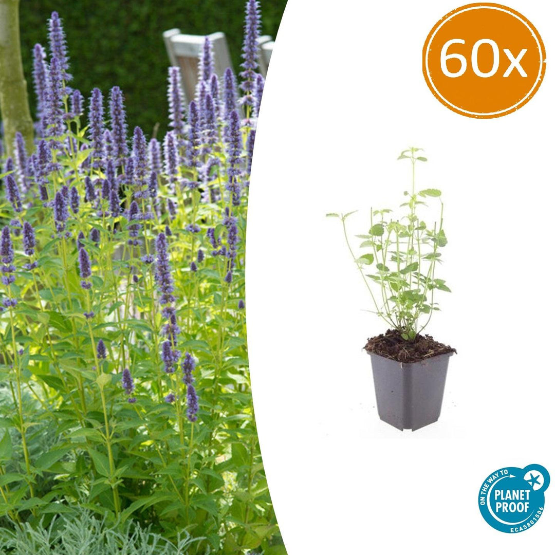 Agastache Black Adder - Dark Purple Perennial Plant - Pollinator