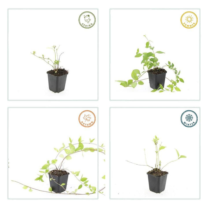 24x Vinca major 'Alba' - ↕10-25cm - Ø9cm — healthy root ball and nursery pot ready to ship from Ireland