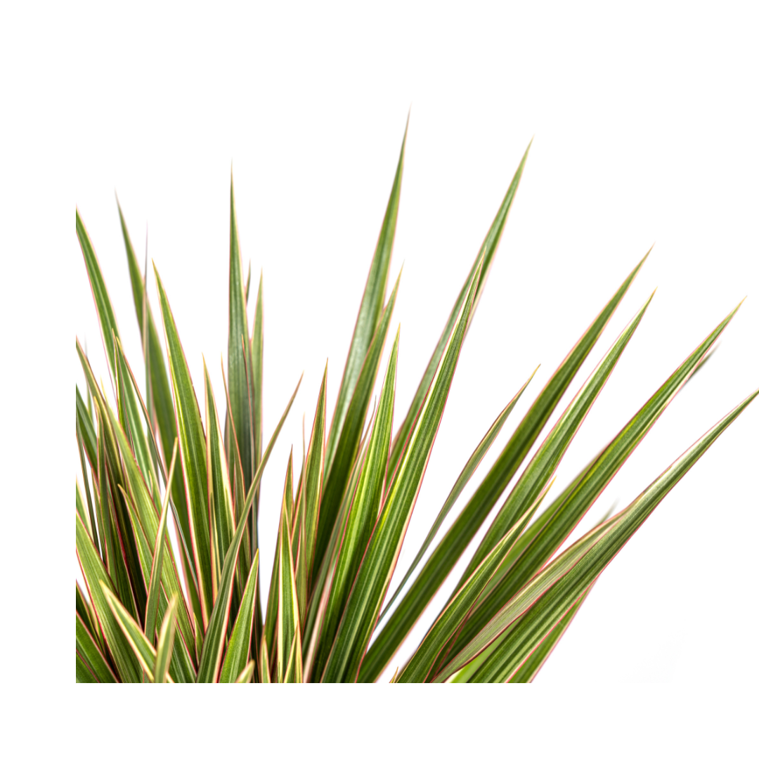 Dracaena Marginata Bicolor 50-70cm — Madagascar Dragon Tree in 17cm pot