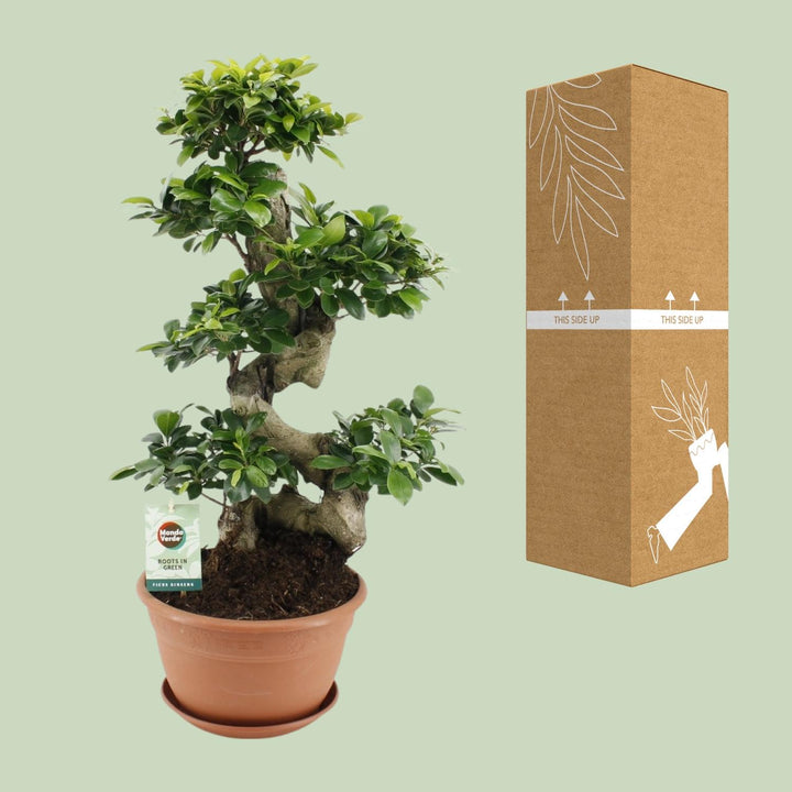 Ficus Ginseng Bonsai Tree 70cm - Indoor Plant with 27cm Pot
