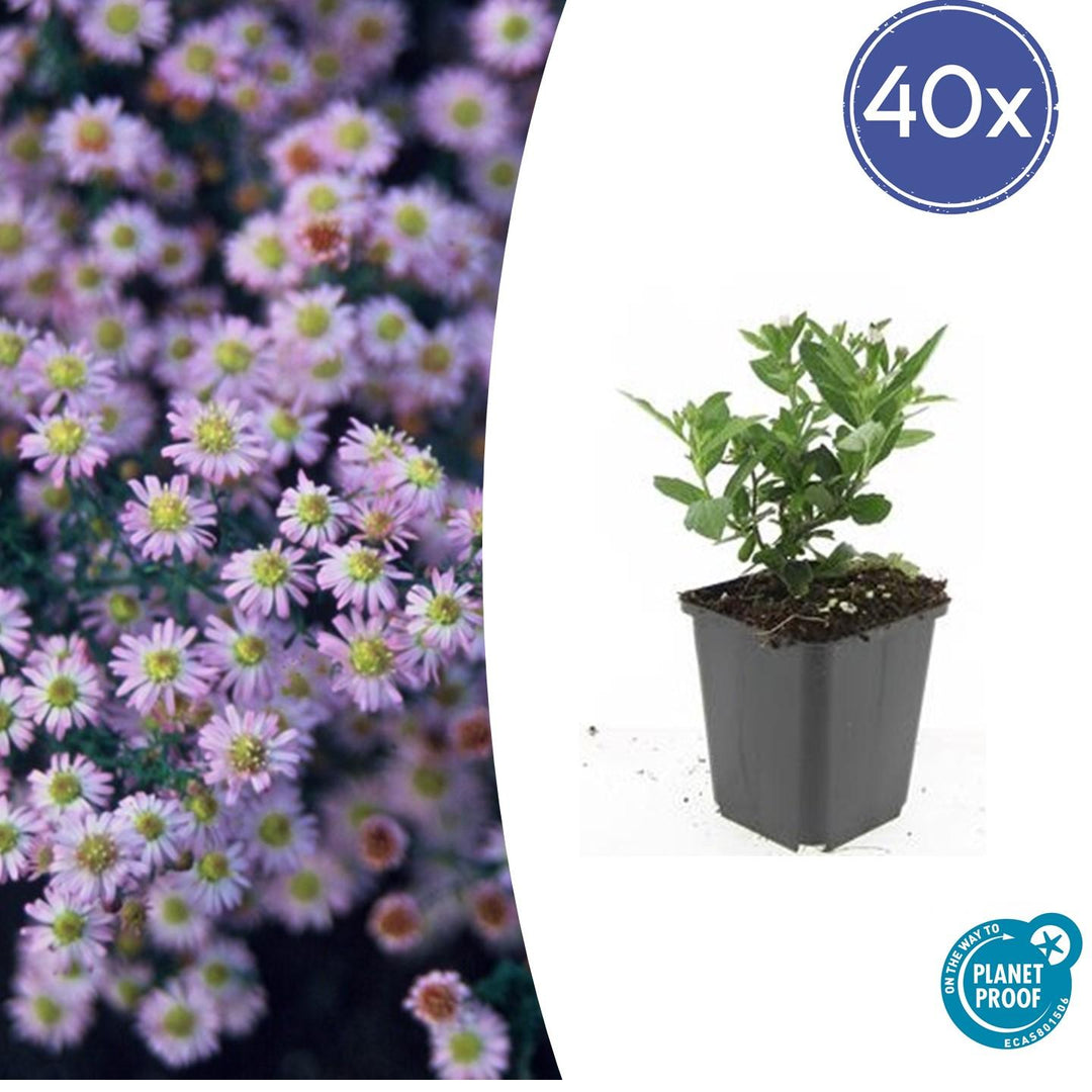 40x Aster ageratoides 'Stardust' White Star Flowers - 10-25cm