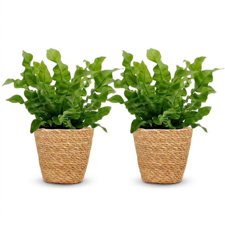 Asplenium Crispy Wave - Crispy Wave Fern - 2 Plants - with Basket - Pot 12cm - Height - 30cm