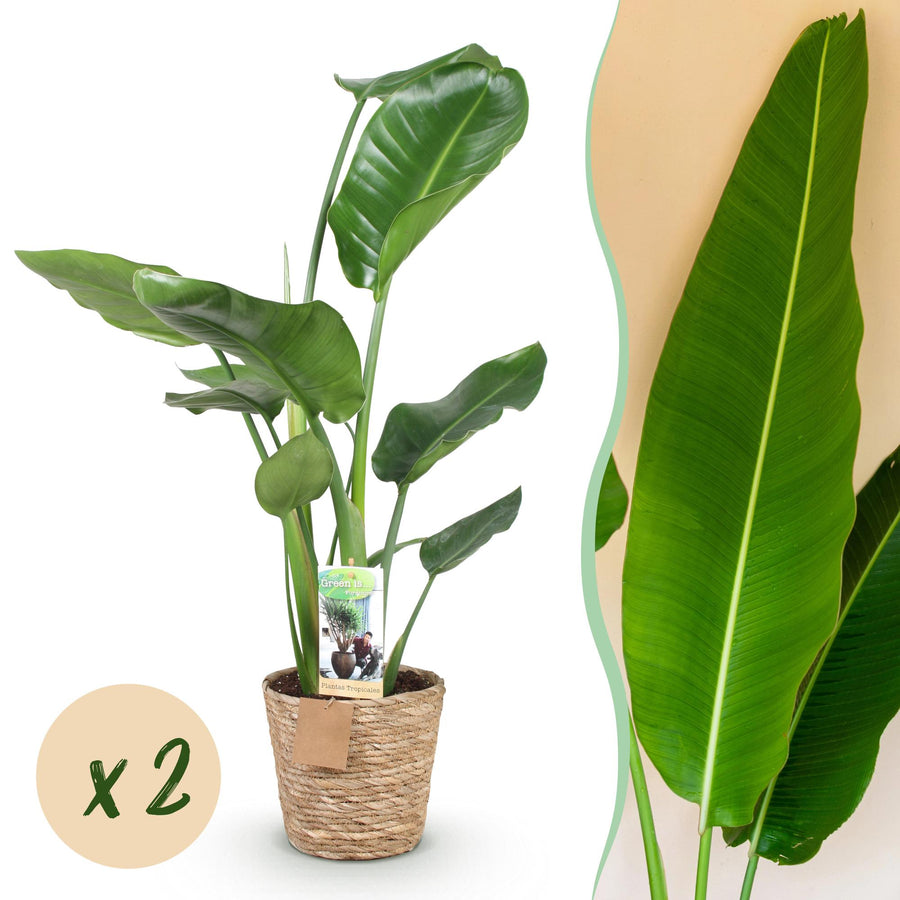 Young Strelitzia nicolai with large paddle-shaped leaves in a woven seagrass basket