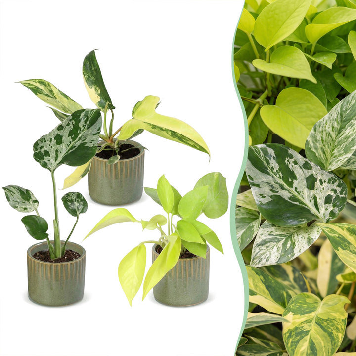 Baby Tropical Mix, pack of 3 tropical houseplants in Ø6cm pots