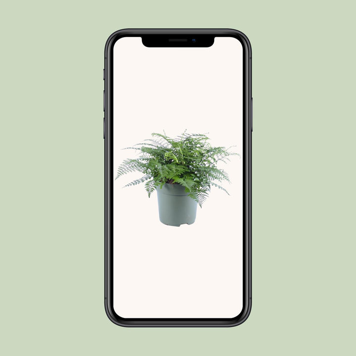 Asplenium Parvati - Ø27cm - ↕50cm